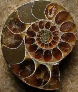 سنگ آمونیت / Ammonite