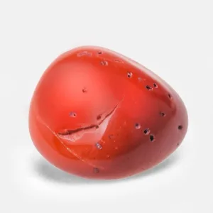 سنگ مرجان / Coral