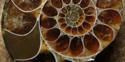سنگ آمونیت / Ammonite